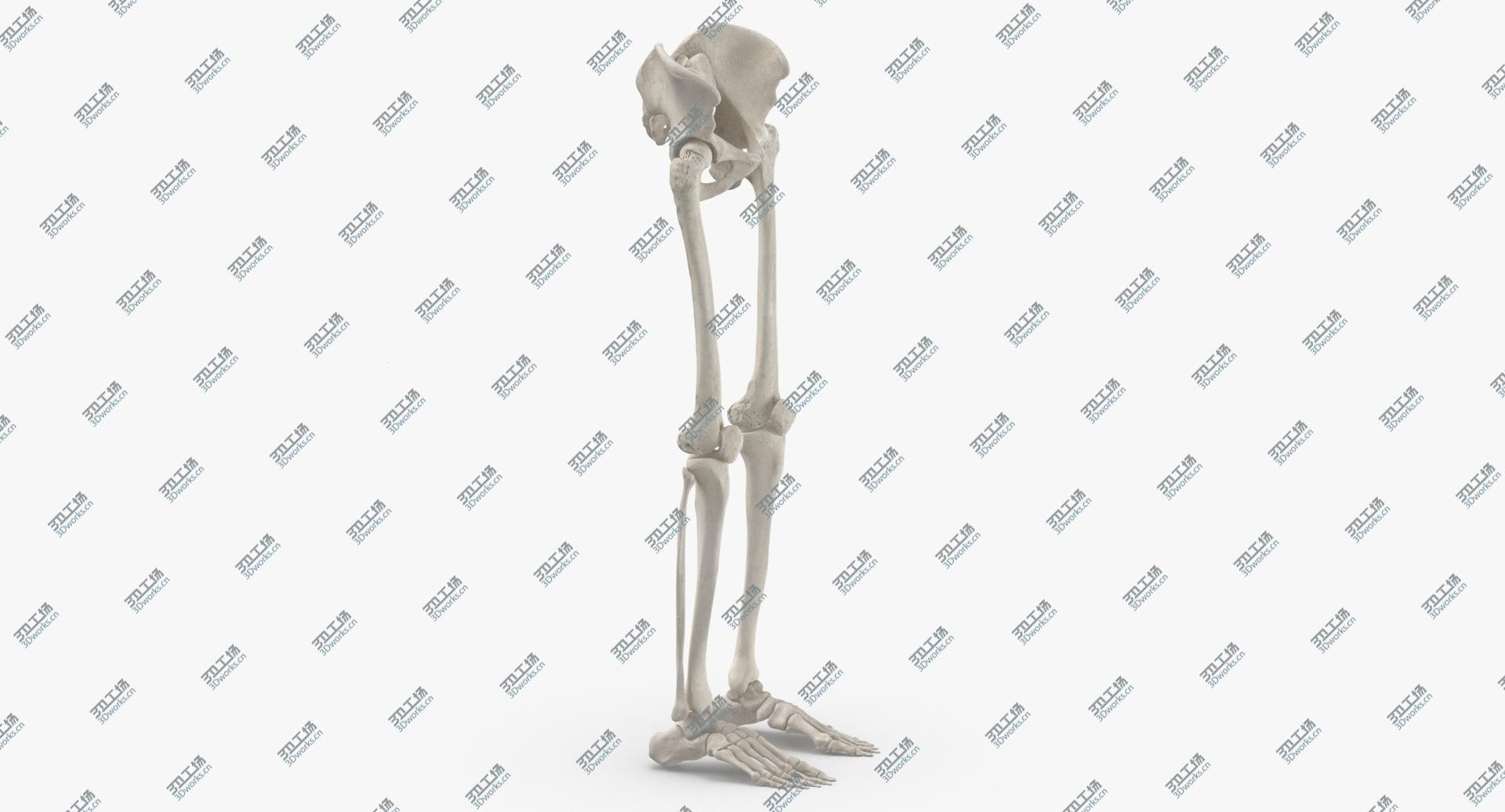 images/goods_img/2021040164/3D Real Human Legs and Pelvis Bones Anatomy White 01/3.jpg